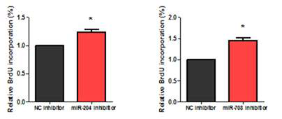 BrdU assay를 통한 miR-204-5p 및 miR-708-5p의 발현 감소가 세포증식에 미치는 영향 검증