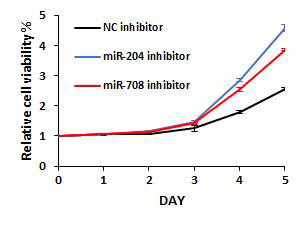 WST-8 assay를 통한 miR-204-5p 및 miR-708-5p의 발현 감소가 세포의 생존능에 미치는 영향 검증
