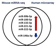 다낭신 질환 모델인 PKD1 조건마우스의 miRNA-시퀀싱 데이터와 상염색체 우성다낭신 환자의 microarray 데이터의 통합분석을 통한 공통 발현변화 miRNA 선별