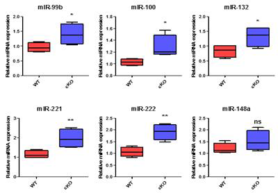Pkd1 cKO 마우스의 신장조직에서 miR-99b-5p, miR-100-5P, miR-132-3p, miR-221-3p, miR-222-3p 및 miR-148a-3p의 발현 검증