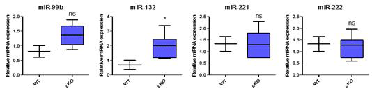 Pkd1 결함된 마우스 배아섬유아세포 (MEF)에서의 miR-99b-5p, miR-132-3p, miR-221-3p 및 miR-222-3p의 발현 검증