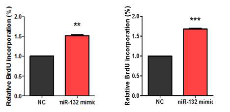 BrdU assay를 통한 miR-132-3p의 발현 증가가 세포증식에 미치는 영향 검증 (좌 : mIMCD, Mouse Renal Inner Medullary Collecting Duct Cell line / 우 : HRCE, Human renal cortical epithelial cells)