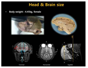 PET 및 MRI 영상을 위한 대상의 크기 및 체중
