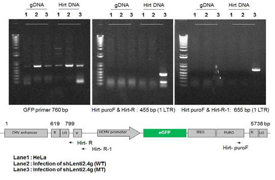 Hirt DNA 분석으로 비삽입 바이러스의 episome 형성 확인