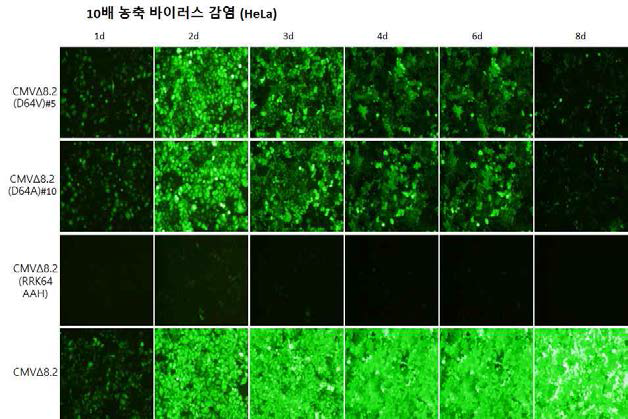 비삽입 바이러스의 감염능 확인(10배 농축 바이러스)