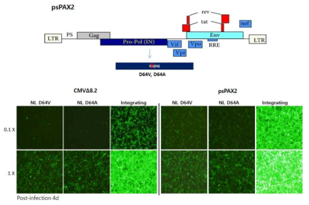 psPAX2와 CMV△8.2의 비삽입바이러스 합성 및 감염능 비교