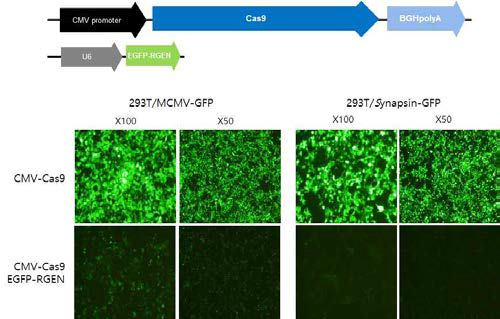 형질도입 후 렌티 Cas9 벡터와 EGFP-RGEN 벡터의 유효성 확인