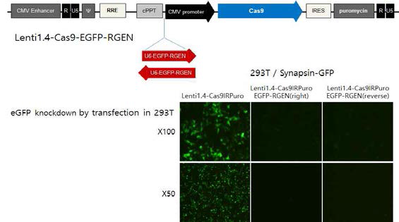 Cas9/EGFP-RGEN 단일 렌티벡터 구축 및 세포내 유효성 확인