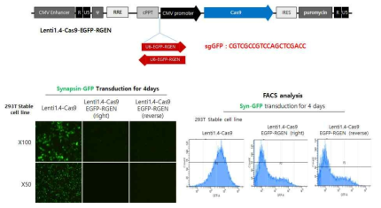 Cas9/EGFP-RGEN 감염 후 sgGFP 세포내 유효성 확인