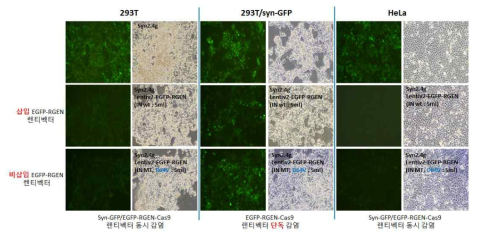 삽입/비삽입 EGFP-RGEN-Cas9 렌티벡터 유효성 확인