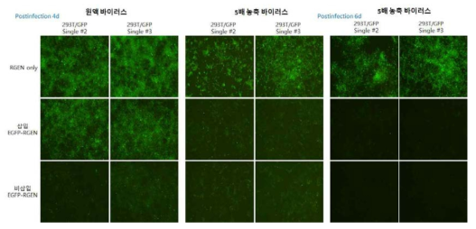 293T/GFP 단일 세포에서 삽입/비삽입 EGFP-RGEN-Cas9 유효성 확인