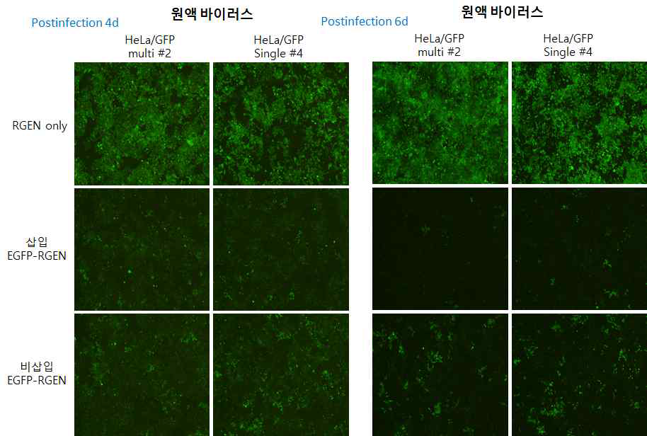 /GFP 단일 세포에서 삽입/비삽입 EGFP-RGEN-Cas9 유효성 확인