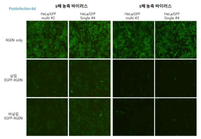 /GFP 단일 세포에서 삽입/비삽입 EGFP-RGEN-Cas9 유효성 확인