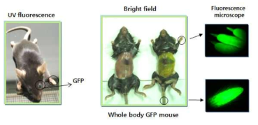 Whole body GFP 모델마우스