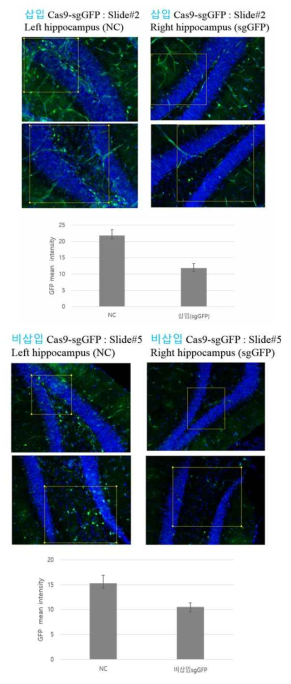 Confocal microscopy를 활용한 GFP mean intensity 측정 및 in vivo 게놈편집 효율성 측정 (삽입 sgGFP 0.0053<P, 비삽입 sgGFP 0.02<P)