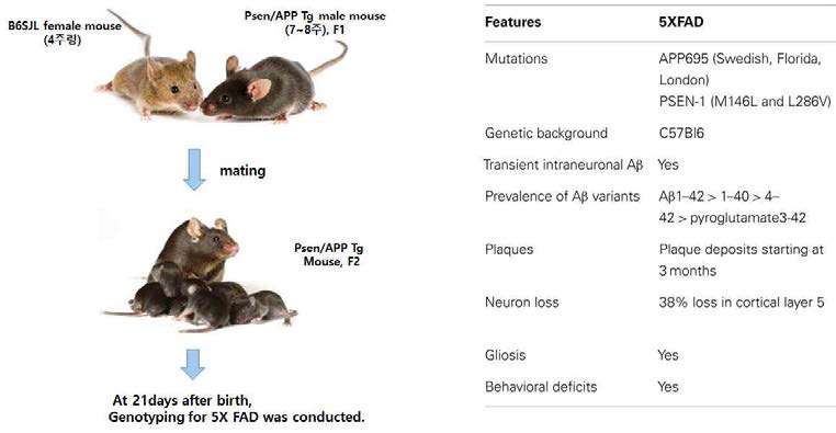 Preparation of 5XFAD mouse model