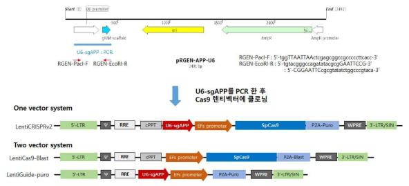 Cas9-APP(Ab) RGEN-렌티벡터 구축