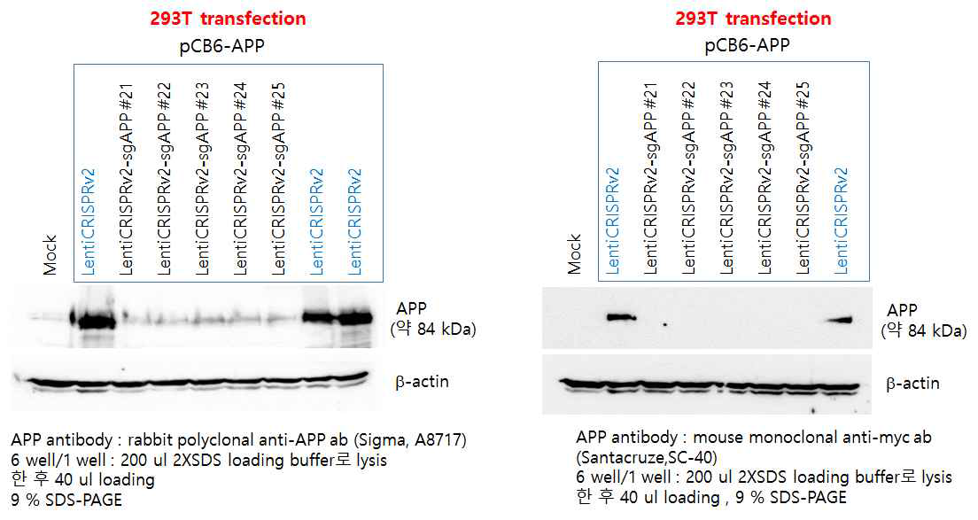 Cas9-Ab RGEN-렌티벡터(one vector system)의 세포 내 유효성확인