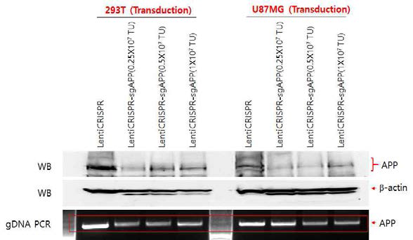 Lenti-Cas9-Ab RGEN 삽입형 바이러스에 의한 세포 내 APP 발현율 확인