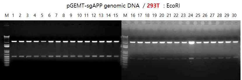 293T에서 증폭한 APP 단편의 T vector 클로닝 및 확인