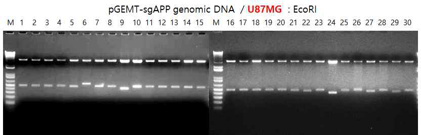 U87MG에서 증폭한 APP 단편의 T vector 클로닝 및 확인