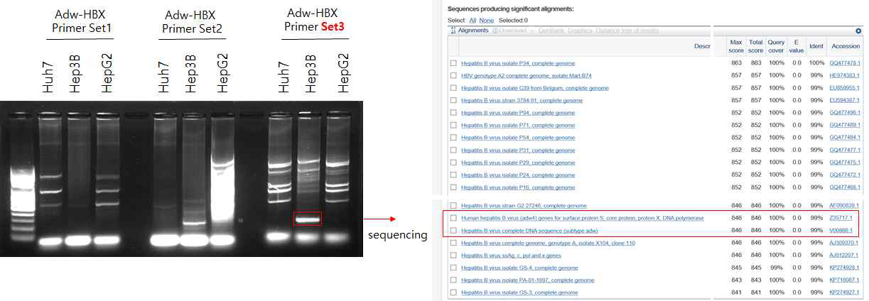 간암 세포주에서 HBX 증폭 및 분석