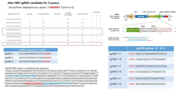 Hep3B-HBX gRNA design for S.aureus Cas9