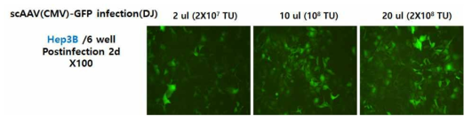 Hep3B에 AAV 바이러스 감염율 조사