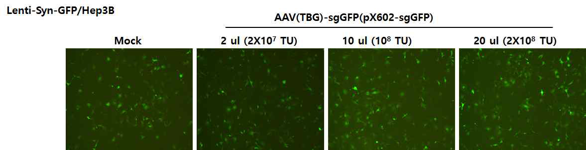 Hep3B/GFP에 pX602-sgGFP 감염