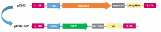 Construction of pX602-GFP