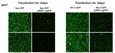 Reduction of GFP expression by pX601-sgGFP