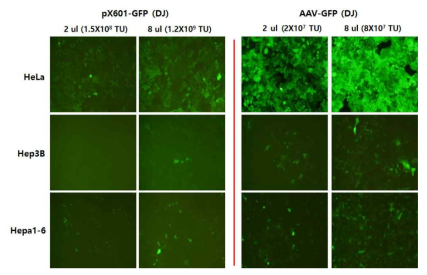 Transduction of pX601-GFP into HeLa, Hepa1-6 and Hep3B