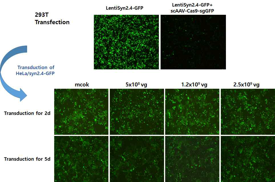 Transduction of scAAV-sgRNA(sgGFP) into HeLa, Hepa1-6 and Hep3B