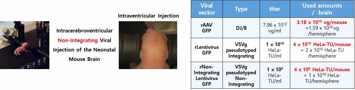 Intraventricular injection of non-integrating/integrating virus