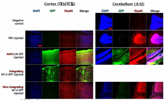 Confocal microscopy studies of viral vector delivery in mice brain