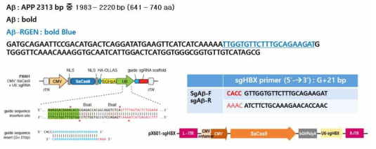 pX601-sgAb 벡터 구축