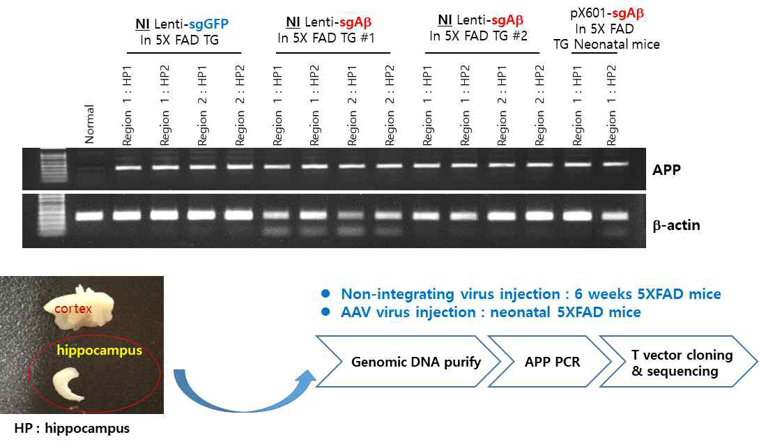 5xFAD 치매동물 마우스에 비삽입 sgAb 렌티바이러스 주사