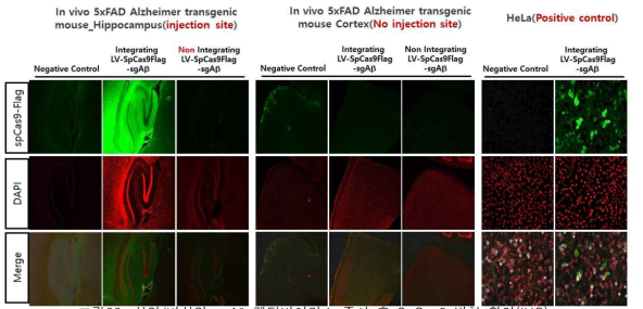 삽입/비삽입 sgAb 렌티바이러스 주사 후 SpCas9 발현 확인(IHC)