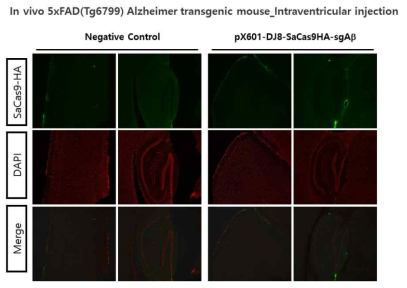 5xFAD 치매동물 마우스에 비삽입 AAV sgAb 바이러스벡터 주입