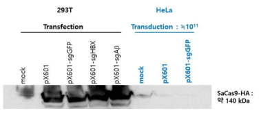 AAV-SaCas9HA 발현 확인(in vitro)
