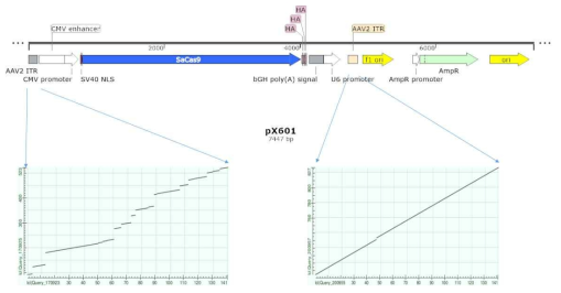 px601 벡터의 ITR 부위 염기서열 분석