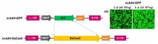 scAAV-SaCas9 벡터구축