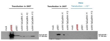 scAAV-SaCas9HA에서 SaCas9 발현 확인
