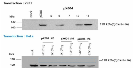 pX604 벡터에서 CjCas9 발현확인