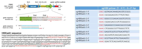 HBX(adr)의 sgRNA seqeunce 탐색