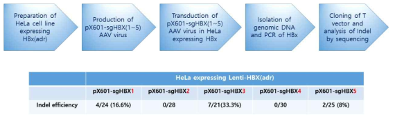 pX601-sgHBX 벡터 구축