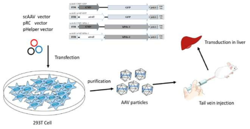 Scheme for Pdx1 expression using rAAV-DJ/8 in diabetic mouse model