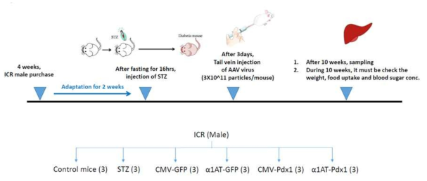 Time line for rAAV-DJ/8 transduction in diabetic mouse model