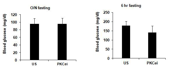 PKC epsilon knockdown에 따른 혈당 변화 측정. HFD-fed 생쥐에 tail vein injection을 통하여 PKC epsilon siRNA AAV 및 control siRNA AAV (US)를 주입 후, overnight fasting 및 6hr fasting 혈당을 측정함