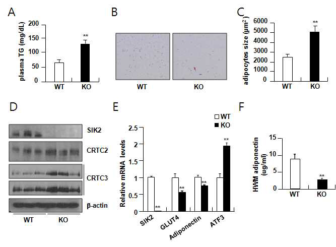 SIK2 knockout mouse의 adipogenesis에의 영향성 연구. 생후 12주 된 정상 생쥐 (wt), SIK2 homozygotic KO mouse (KO)를 NCD로 유지한 후, sacrifice하여 plasma TG (A), white adipocyte의 morphology의 변화를 H&E staining을 통하여 분석하였으며 (B), 평균 지방세포의 크기를 측정함 (C). SIK2 KO mouse의 white adipocytes에서 CRTC2/3의 양 증가 (D) 및 그에 따른 ATF3 발현 증가, GLUT4, adiponectin의 발현 및 혈중 농도 감소 (E, F)를 확인함